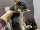 Крольчонок карликовый объявление продам