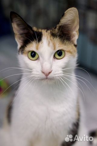 Солнечные малыши и их мама (кошка и котята)