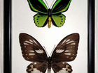 Бабочка Птицекрылка Приамус объявление продам