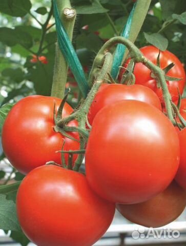 Семена Томата 