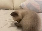 Симамский котенок объявление продам