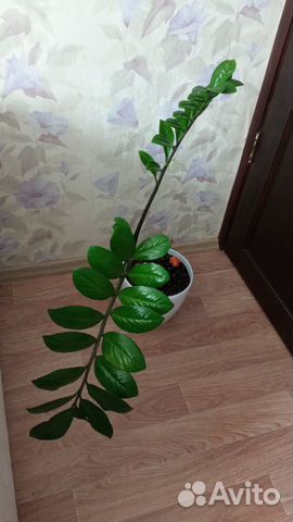 Замиокулькас - долларовое дерево