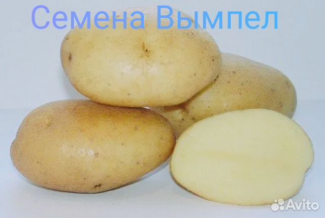 Семенной картофель сорт Вымпел