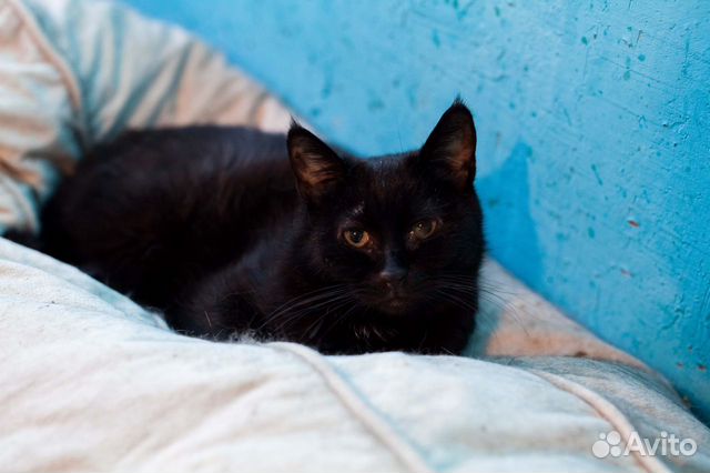 Котик Бруно в добрые руки