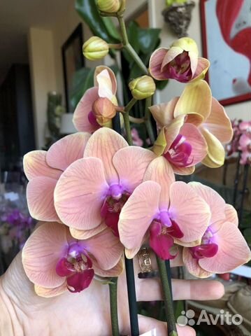 Орхидея карибские мечты