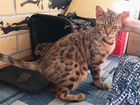 Пристрой бенгальской кошки объявление продам