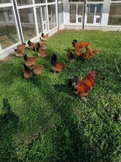 Куры Кучинская юбилейная яйцо инкубационное