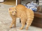 Котенок Рыжик в поисках семьи объявление продам