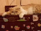 Персидский кот экзотик объявление продам