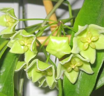 Хойи сортовые