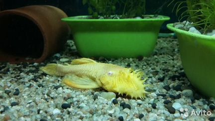 Сомы анциструсы и моллинезии велиферы, корм