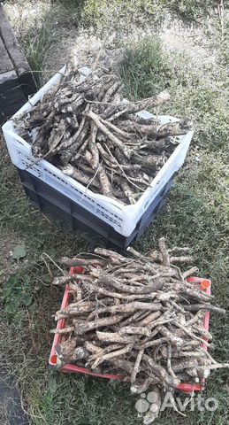 Дерево Хрен 250