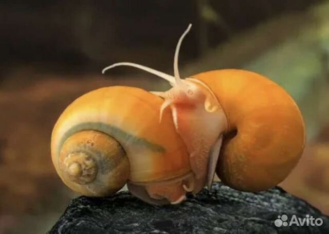 Улитки аквариумные Ампулярии