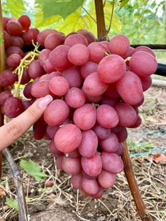 Саженцы и черенки винограда