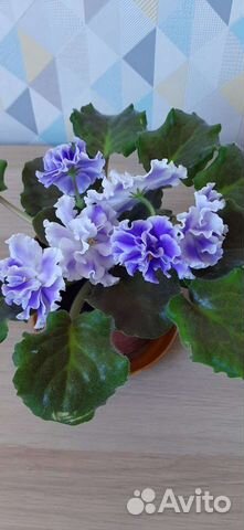 Фиалки детки