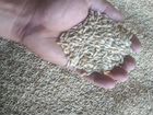 Зерно пшеница ячмень
