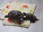 Красноухие черепахи бесплатно
