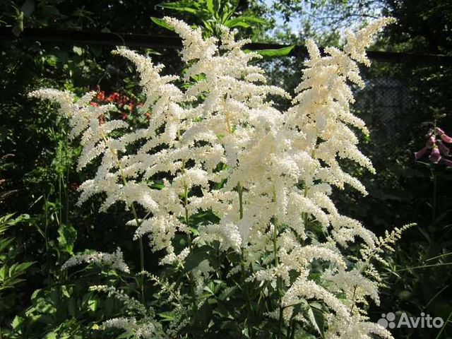 Астильба белая Japonica Deutschland