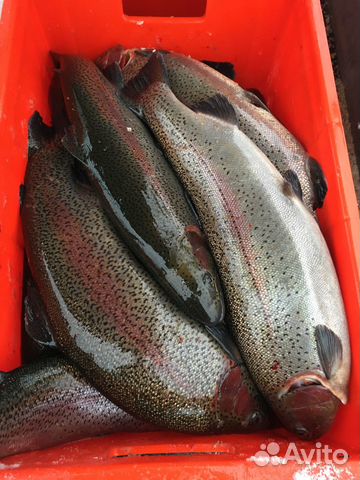 Форель непотрошёная на октябрь из Карелии