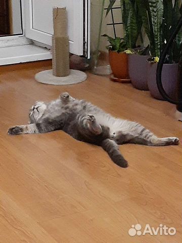 Передержка животных