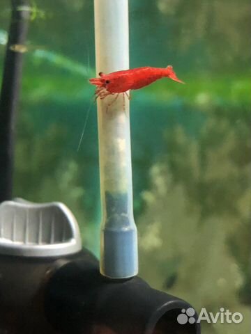 Молодь гуппи Кои (чистая линия)