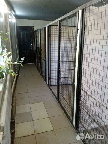 Передержка собак