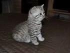 Шотландские котята скотиш страйт объявление продам