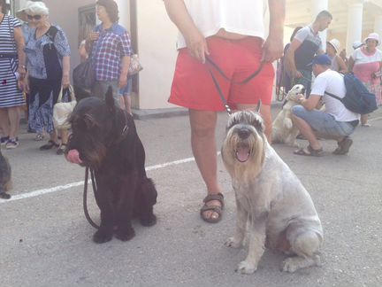 Грумер, стрижка собак любых пород. Вычес кошек