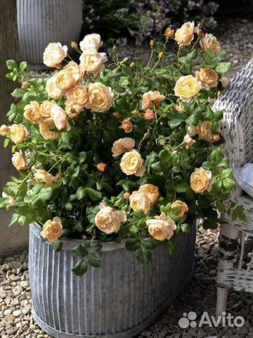 Английские сорта роз на осень 2023г