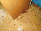 Уничтожение клопов и тараканов в Снежинске объявление продам