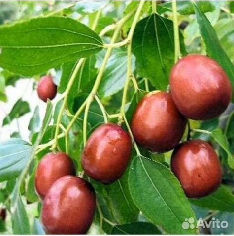 Саженцы Зизифус Унаби,Саженцы привитого Кизила