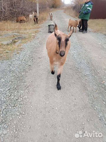 Козёл, коза