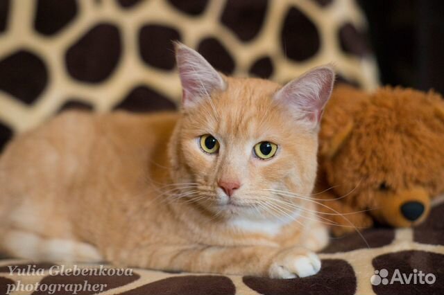 Котик Пирожок - ищет дом