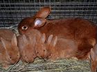 Кролики бургундские 1.5 мес