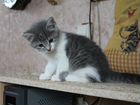 Кошечка Даша ждёт своих новых хозяев объявление продам