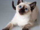Тайский котенок мальчик объявление продам