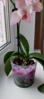Орхидея Легато пелорик
