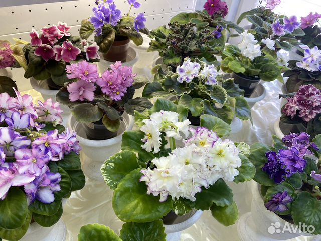 «фиалка на волге» широкий выбор фиалок