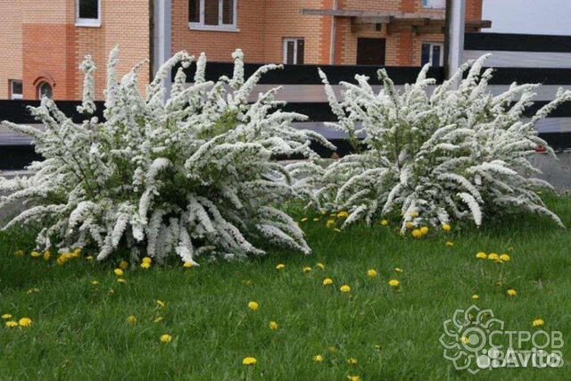 Спирея графшайм