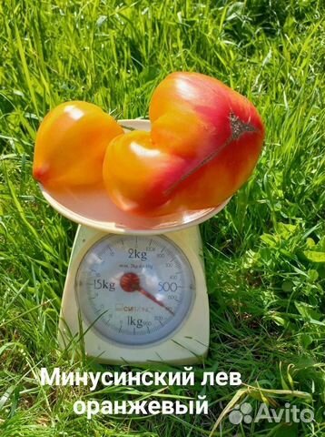 Коллекционные семена томатов