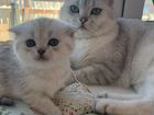 Британские кот и кошки объявление продам
