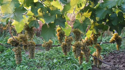 Черенки винограда и вегетирующие саженцы