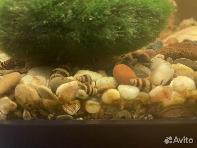 Улитка хелена