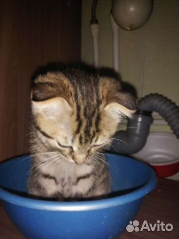 Продам мать шатланка, отец вислаухий британец