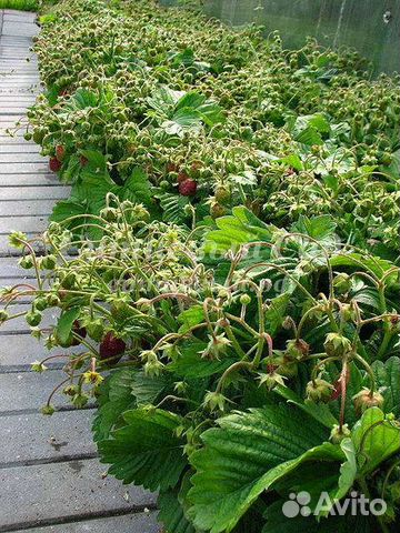 Земклуника Пенелопа