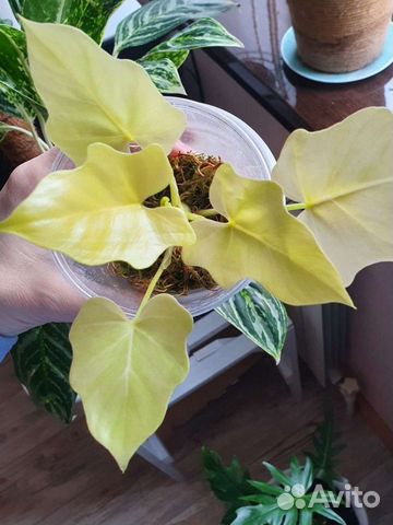 Филодендрон Gold Satin