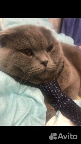 Кот британец вязка