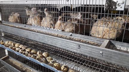 Перепела,инкубационное яйцо,суточные