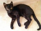 Черный котенок объявление продам