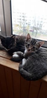 Котята